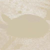 水产图库 海参 龟鱼等图片 图片列表